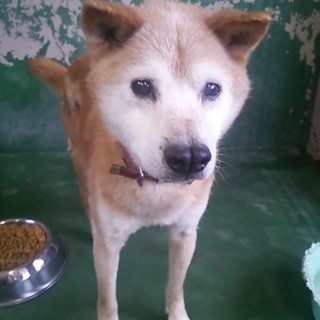 若いもんには負けたくないブヒ鼻じいちゃん