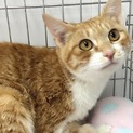まあるいお顔の茶白猫トヨちゃん！