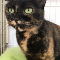 人が大好きなまあるいお顔のサビ猫メイちゃん！