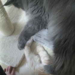 「虎鉄の安地・改」サムネイル1