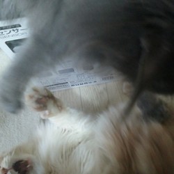 「虎鉄の安地・改」サムネイル2