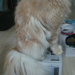 「虎鉄の安地・改」サムネイル3