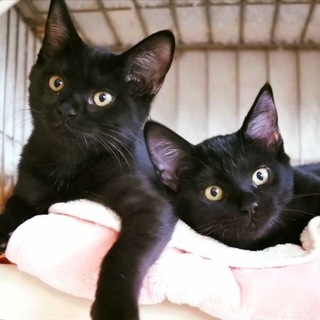 天真爛漫な白血病キャリア