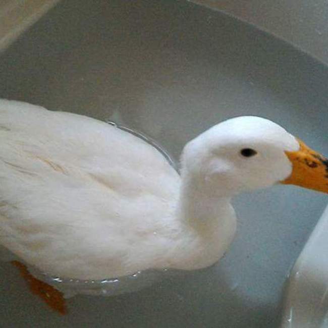 こぺちんのカバー写真