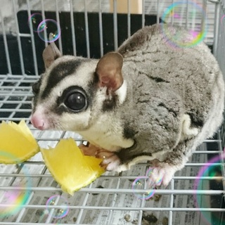 フクロモモンガの男の子♪