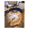 おそらく日本一帽子が似合うねこ
