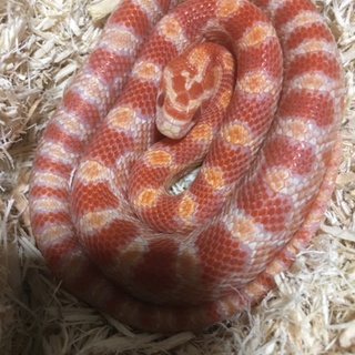可愛いコーンスネークです。