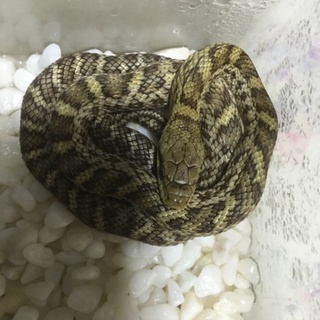 可愛いアオダイショウ。