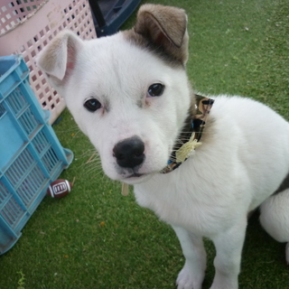 尻尾フリフリテツ君