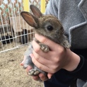 うさぎの赤ちゃん里親募集
