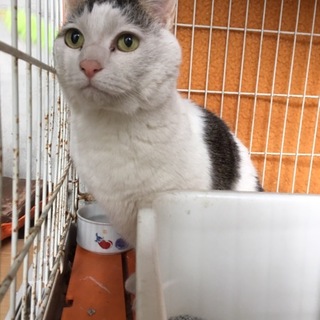 10日期限！ シニア猫助けて下さい！