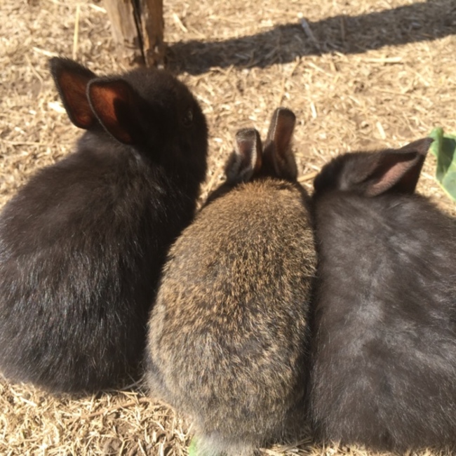 七味噌のカバー写真