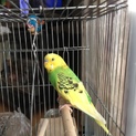 セキセイインコ 2歳位 ♂ 元気です！