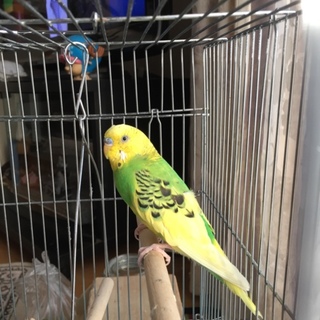 セキセイインコ 2歳位 ♂ 元気です！