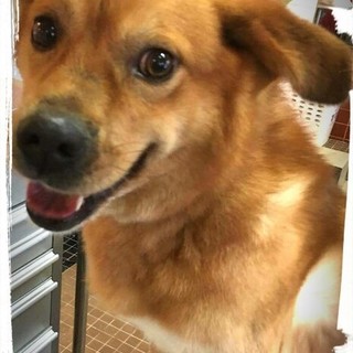 人目逢ったその時から尻尾フリフリのナイスガイ