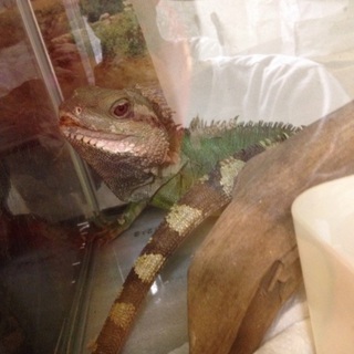 インドシナウォータードラゴンです。