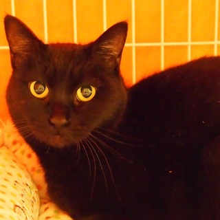 もっちり体型で可愛い黒猫の女の子