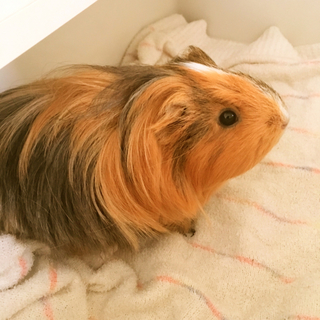 里親決まりました！