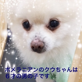 ポメラニアンのクゥ君は甘えん坊な男の子