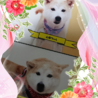 上が2年前に我が家に来たばかりの頃。下が最近。まん丸こになりました