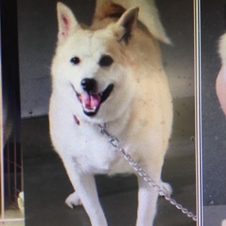 新しい飼い主さん、待ってるワン！