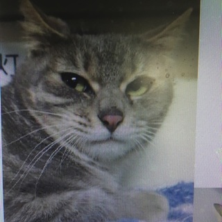 内定中！！ワタチの家族、待ってるニャンよ！