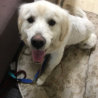 １１か月　ゴールデンレトリバーの男の子