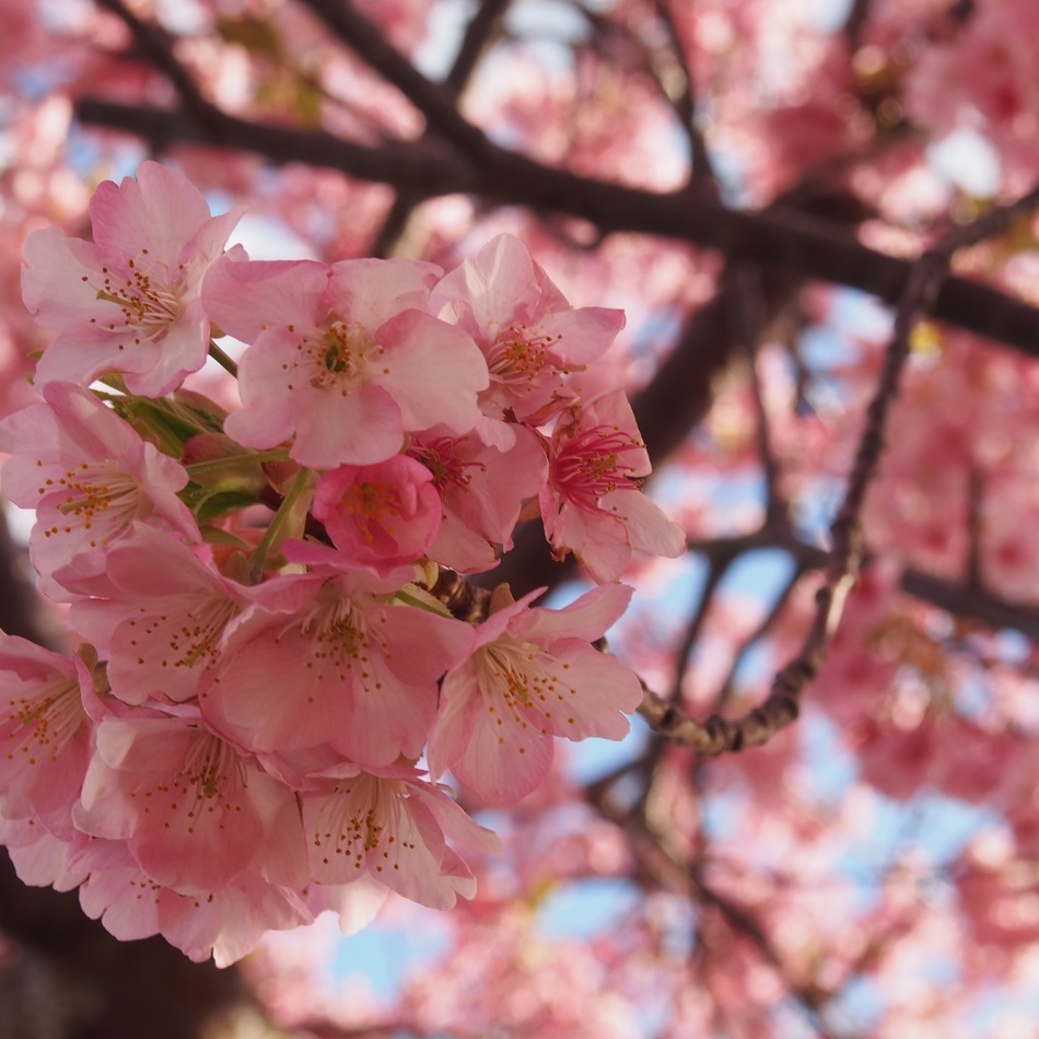黒のカバー写真