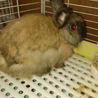 推定二歳女の子