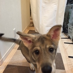 「ワクチン３回目完了！」サムネイル2