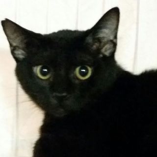 恵比寿６ヶ月齢、ちょっと怖がりな優しいクロ子猫