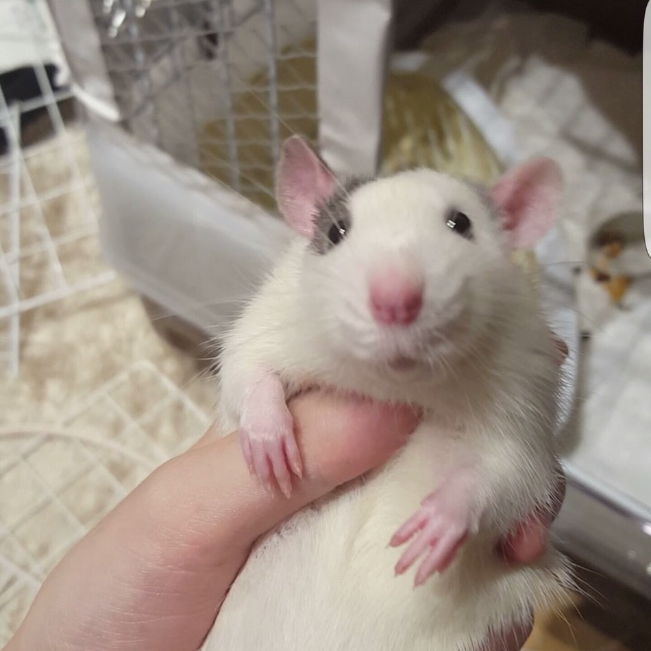 マカロンのカバー写真