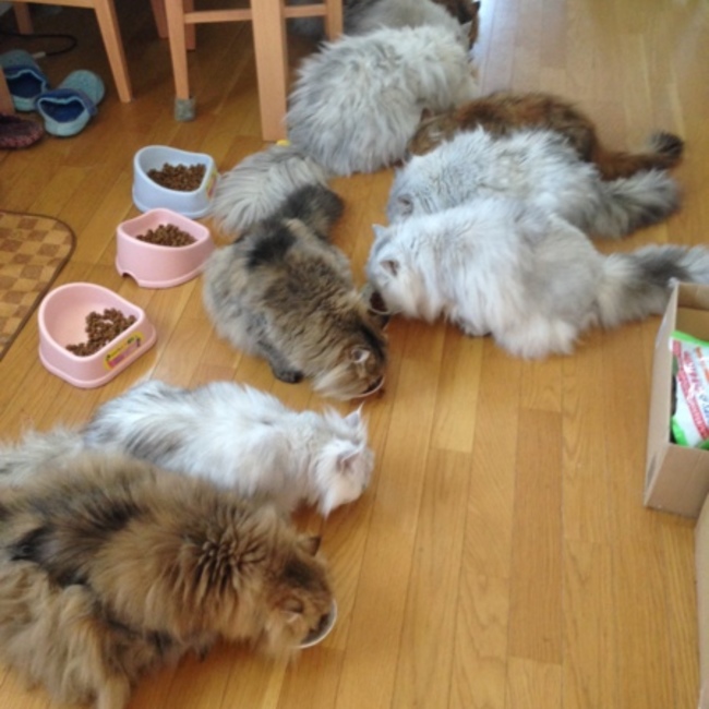 ひな26のカバー写真