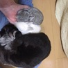 たくさんの応募ありがとうございました。 サムネイル2