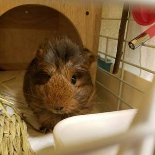 保護モルモット