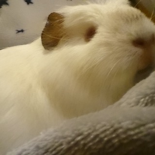 保護モルモット