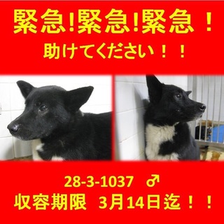 とても綺麗な毛色の男の子です！