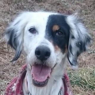 イングリッシュセッター ♀ 推定６才 ノンちゃん