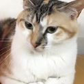 子育てを終えてスリゴロになった三毛猫アリスちゃん！