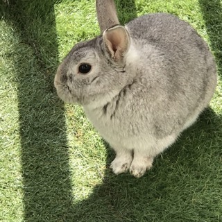 アレルギーが出てしまい新しい家族を探しています。