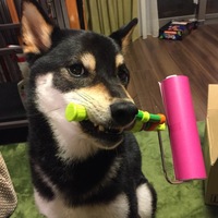けんすけ