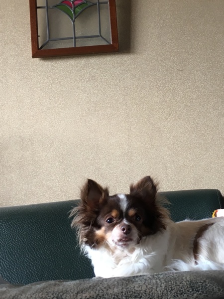 チワワの女の子推定6歳アニー サムネイル6