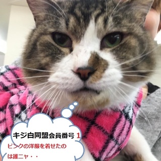 五右衛門の飼い主さん募集します♪