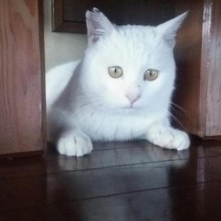 家族を求めて歩いた白猫ちゃん