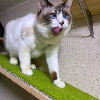 人が大好きな甘えん坊な女の子　チャチャ　