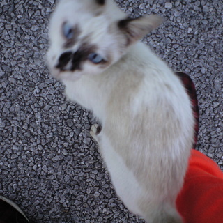 すっご～く、懐っこい子で、甘えん坊です