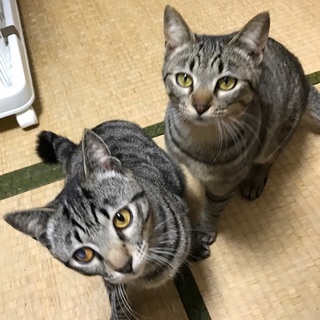 甘えん坊で仲良し兄妹です！