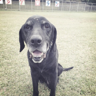 シニア！黒ラブ。ラブラドールレトリバーの男の子。