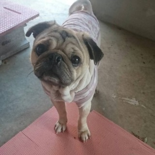 内気なパグ男の子