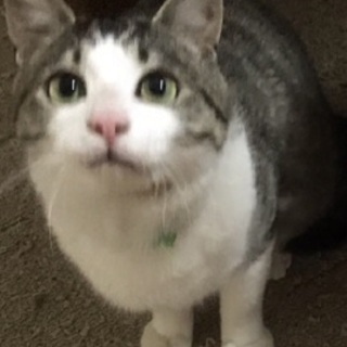 なー君里親様募集中